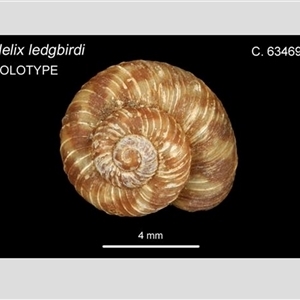 Pseudocharopa ledgbirdi at suppressed - suppressed