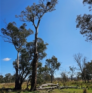 Eucalyptus melliodora at Kenny, ACT - 17 Sep 2024