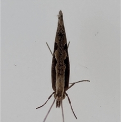 Plutella xylostella (Diamondback Moth) at Watson, ACT - 17 Sep 2024 by AniseStar