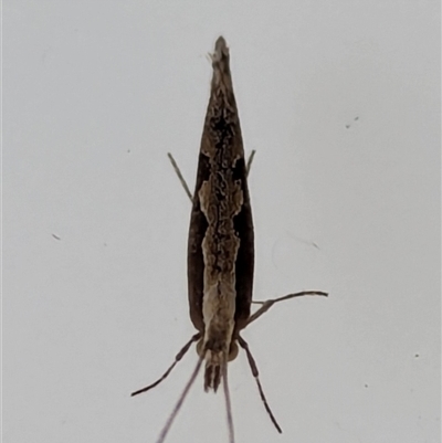 Plutella xylostella (Diamondback Moth) at Watson, ACT - 18 Sep 2024 by AniseStar