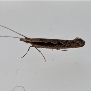 Plutella xylostella at Watson, ACT - 18 Sep 2024 06:20 AM