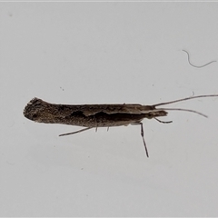 Plutella xylostella at Watson, ACT - 18 Sep 2024