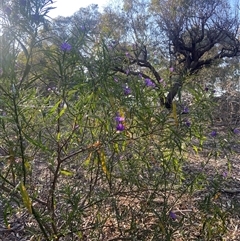 Solanum linearifolium (Kangaroo Apple) at Lyneham, ACT - 18 Sep 2024 by CrimePaysbutConservationDoesnt