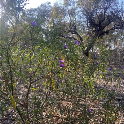 Solanum linearifolium (Kangaroo Apple) at Lyneham, ACT - 18 Sep 2024 by CrimePaysbutConservationDoesnt