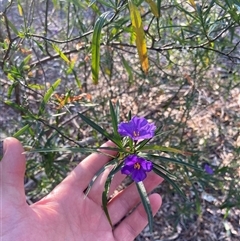 Solanum linearifolium at Lyneham, ACT - 18 Sep 2024