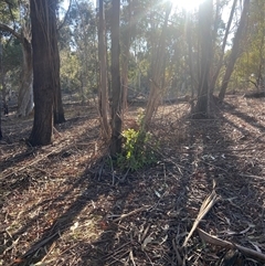 Viburnum tinus (Laurustinus) at Lyneham, ACT - 18 Sep 2024 by CrimePaysbutConservationDoesnt