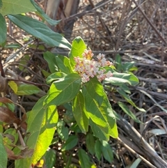 Viburnum tinus at Lyneham, ACT - 18 Sep 2024 07:45 AM