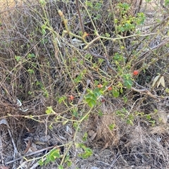 Rosa sp. (A Wild Rose) at Lyneham, ACT - 18 Sep 2024 by CrimePaysbutConservationDoesnt