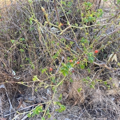 Rosa sp. (A Wild Rose) at Lyneham, ACT - 17 Sep 2024 by CrimePaysbutConservationDoesnt