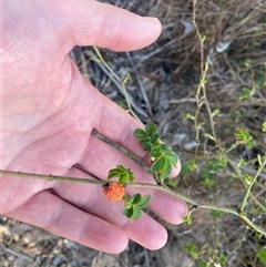 Rosa sp. at Lyneham, ACT - 18 Sep 2024 07:41 AM