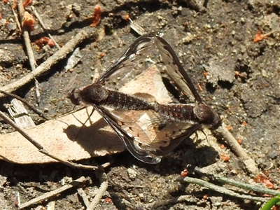 Aleucosia calophthalma (A bee-fly) at Bundanoon, NSW - 17 Sep 2024 by GlossyGal