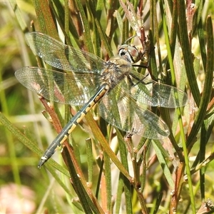 Hemicordulia tau at Bundanoon, NSW - 17 Sep 2024