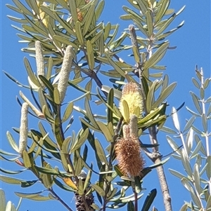 Banksia integrifolia subsp. integrifolia at Watson, ACT - 16 Sep 2024 12:52 PM