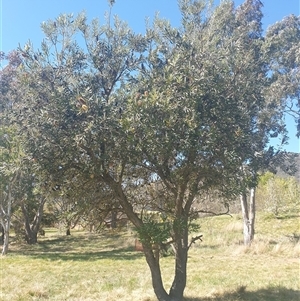 Banksia integrifolia subsp. integrifolia at Watson, ACT - 16 Sep 2024