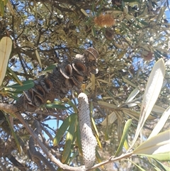 Banksia integrifolia subsp. integrifolia at Watson, ACT - 16 Sep 2024