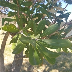 Banksia integrifolia subsp. integrifolia at Watson, ACT - 16 Sep 2024 12:52 PM