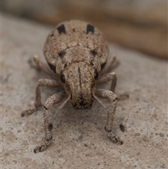 Eurymetopus birabeni at Murrumbateman, NSW - 18 Sep 2024