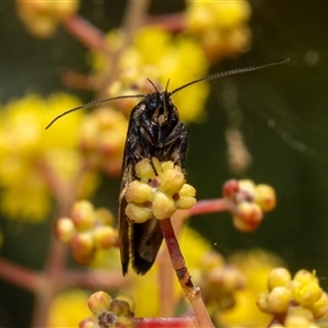 Leistomorpha brontoscopa at Murrumbateman, NSW - 14 Sep 2024