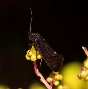 Leistomorpha brontoscopa at Murrumbateman, NSW - 14 Sep 2024