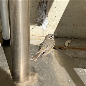 Caligavis chrysops at Gungahlin, ACT - 18 Sep 2024