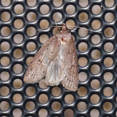 Chezala privatella (A Concealer moth) at Turner, ACT - 15 Sep 2024 by ConBoekel