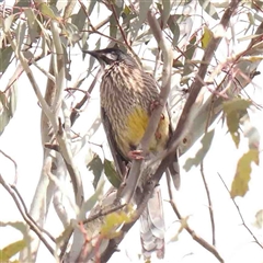 Anthochaera carunculata (Red Wattlebird) at Nicholls, ACT - 16 Sep 2024 by ConBoekel