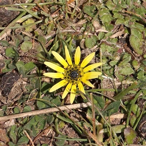 Arctotheca calendula at Nicholls, ACT - 16 Sep 2024