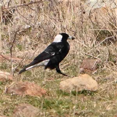 Gymnorhina tibicen (Australian Magpie) at Nicholls, ACT - 16 Sep 2024 by ConBoekel