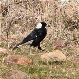 Gymnorhina tibicen at Nicholls, ACT - 16 Sep 2024