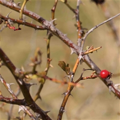 Rosa rubiginosa (Sweet Briar, Eglantine) at Nicholls, ACT - 16 Sep 2024 by ConBoekel