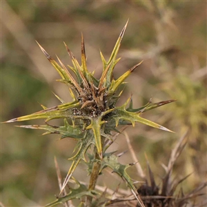 Carthamus lanatus at Nicholls, ACT - 16 Sep 2024