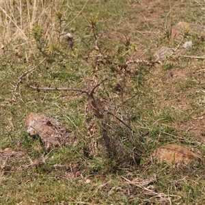 Carthamus lanatus at Nicholls, ACT - 16 Sep 2024