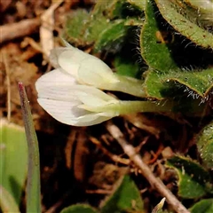 Trifolium subterraneum (Subterranean Clover) at Nicholls, ACT - 16 Sep 2024 by ConBoekel