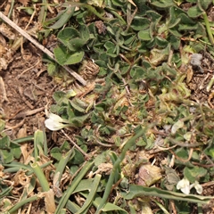 Trifolium subterraneum at Nicholls, ACT - 16 Sep 2024