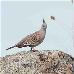 Ocyphaps lophotes (Crested Pigeon) at Nicholls, ACT - 16 Sep 2024 by ConBoekel