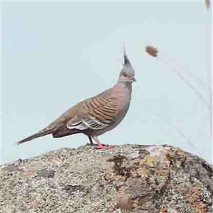 Ocyphaps lophotes at Nicholls, ACT - 16 Sep 2024