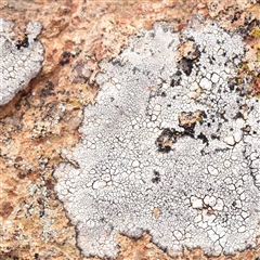 Unverified Lichen at Nicholls, ACT - 16 Sep 2024 by ConBoekel