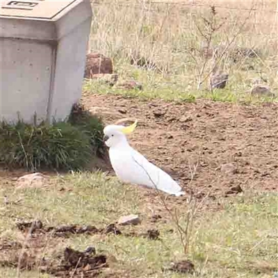 Cacatua galerita (Sulphur-crested Cockatoo) at Nicholls, ACT - 16 Sep 2024 by ConBoekel