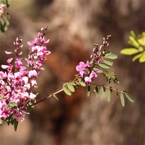 Indigofera australis subsp. australis at Nicholls, ACT - 16 Sep 2024