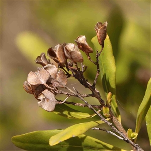 Bursaria spinosa at Nicholls, ACT - 16 Sep 2024 11:16 AM