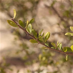 Bursaria spinosa at Nicholls, ACT - 16 Sep 2024 11:16 AM