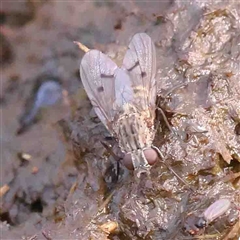 Helina sp. (genus) (Muscid fly) at Nicholls, ACT - 16 Sep 2024 by ConBoekel