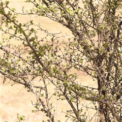 Crataegus monogyna at Nicholls, ACT - 16 Sep 2024