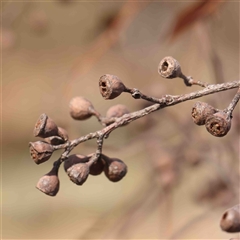 Eucalyptus blakelyi at Nicholls, ACT - 16 Sep 2024