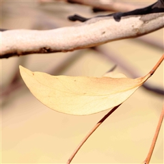 Eucalyptus blakelyi at Nicholls, ACT - 16 Sep 2024