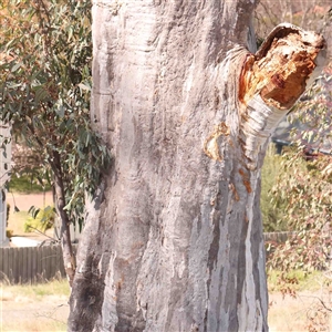 Eucalyptus blakelyi at Nicholls, ACT - 16 Sep 2024