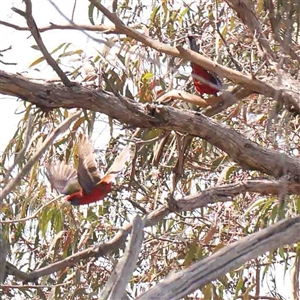 Platycercus elegans at Nicholls, ACT - 16 Sep 2024