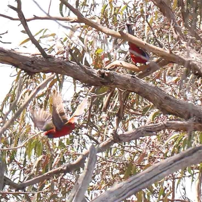 Platycercus elegans (Crimson Rosella) at Nicholls, ACT - 16 Sep 2024 by ConBoekel