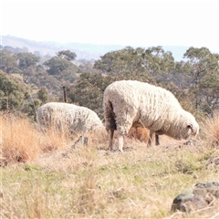 Ovis aries (Feral Sheep) at Nicholls, ACT - 16 Sep 2024 by ConBoekel