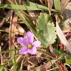 Erodium botrys (Long Storksbill) at Nicholls, ACT - 16 Sep 2024 by ConBoekel